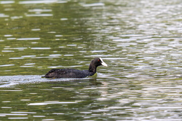 The Eurasian coot, Fulica atra swimming on the Kleinhesseloher Lake at Munich, Germany