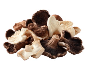 Assortment Of Dried Mushrooms In Various Shades Of Brown And White