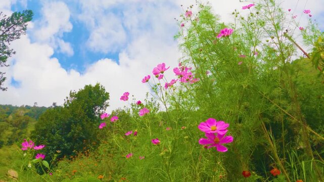  flowers in the moutains
