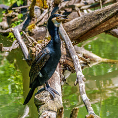 The great cormorant, Phalacrocorax carbo sitting on a branch