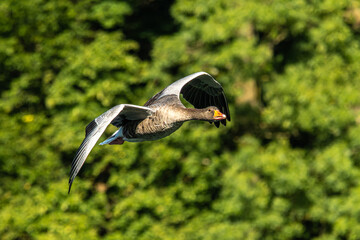The flying greylag goose, Anser anser is a species of large goose