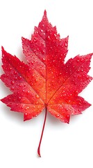 Close-up of vibrant red maple leaf with water droplets on white background