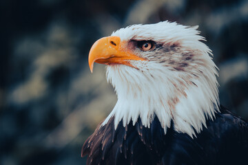 Seeadler