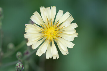 &Eacute;toile V&eacute;g&eacute;tale