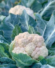  Young cauliflower grows in the garden. Harvest organic cabbage