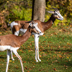 Dama gazelle, Gazella dama mhorr or mhorr gazelle is a species of gazelle