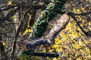 Siberian eagle owl, bubo bubo sibiricus. The biggest owl in the world