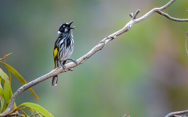 New Holland Honeyeater