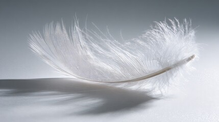 Obraz premium Elegant White Feather With Gray Pattern