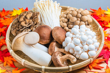 きのこの盛り合わせ 秋の食材