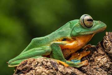 Green Flying Frog