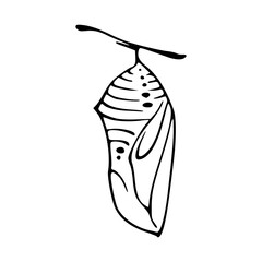 butterfly cocoon hanging on a twig