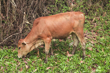 Brown Cow Grazing in Green Farm Meadow Pasture - Rural Agriculture Livestock
