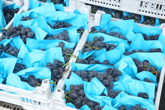 Fresh Black Grapes in Blue Paper Packed in White Crates for Summer Market Distribution