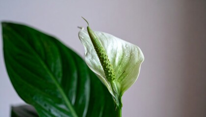 Close-up of a peace lily flower