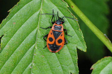 Feuerwanze,  Gemeine  Feuerwanze,  Pyrrhocoris apterus