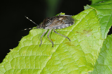 Baumwanze, Graue Gartenwanze,  Rhaphigaster nebulosa