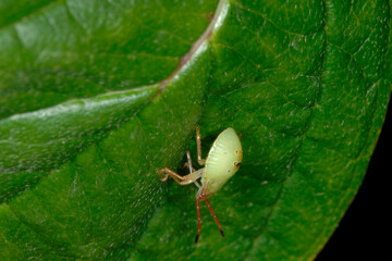 Stachelwanze,  Wipfel-Stachelwanze,  Acanthosoma haemorrhoidale