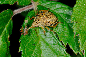 Waldwächter, Arma custos