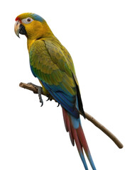 Fototapeta premium Colorful parrot perched on branch with vivid feathers and striking features cutout isolated on transparent bg, png