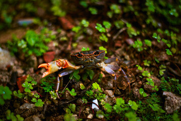 crab Single claw macro 