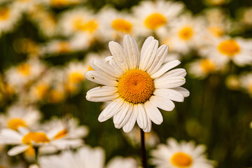 Tapis de P&acirc;querettes