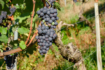 Ripening vineyard grapes in natural light