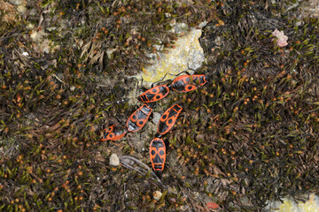 Gemeine Feuerwanze, Pyrrhocoris apterus