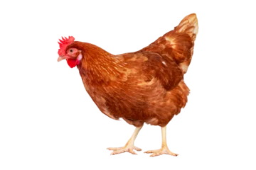 Gordijnen Kip Chicken, Full body of orange and brown chicken hen standing isolated on transparent background, Laying hens farmers concept, PNG File  © ISENGARD