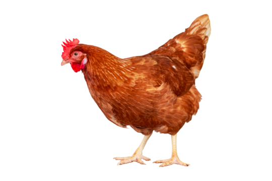 Chicken, Full body of orange and brown chicken hen standing isolated on transparent background, Laying hens farmers concept, PNG File
