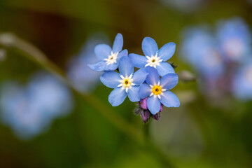Souvenir C&eacute;leste