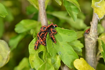 Gemeine Feuerwanze, Pyrrhocoris apterus