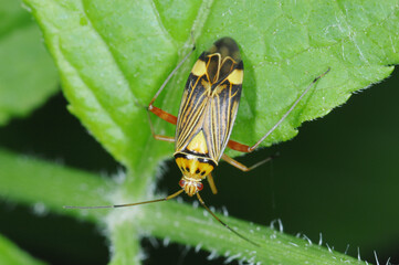 Eichen-Schmuckwanze, Rhabdomiris striatellus