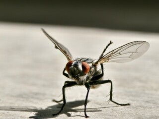 Detailed macro shot of a common housefly showcasing its intricate wings and multifaceted red eyes on a surface