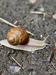 Snail slowly crawling on a wet asphalt surface after the rain in a natural environment