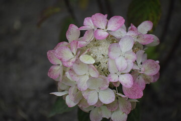 Hydrangea paniculata Grandiflora delicate flowers