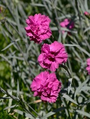 Three vibrant pink carnation flowers bloom in a garden setting with soft focus and natural light