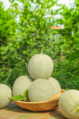 Fresh Reticulated Cantaloupe Melons in Wicker Basket on Garden Table