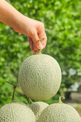 Hand Selecting Fresh Cantaloupe Melon with Reticulated Pattern from Harvest Display