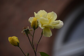Obraz premium Harrisons Yellow rose bright yellow flower