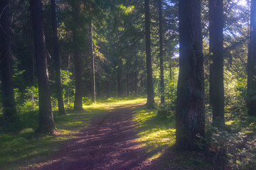 Forest closeup, beautiful summer landscape, sunlight shines through branches, trees with shadows travel destination scenic.