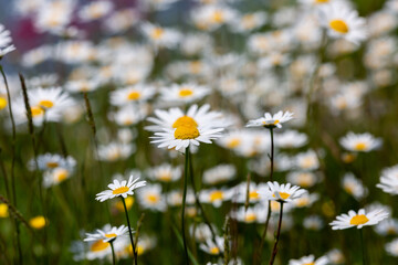 Un Champ de marguerite 