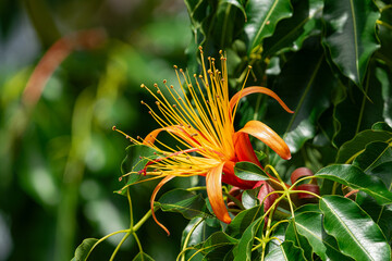 Adansonia za flower blooming, side view, with green leaves background