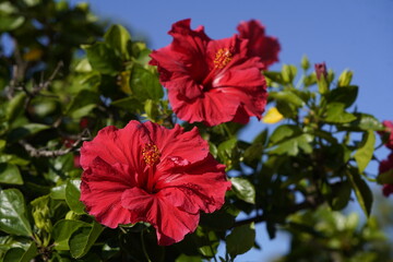 Hibiscus sinensis, red No. 1,  Malvaceae family. Hanover Berggarten, Germany