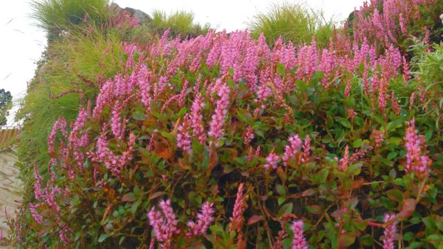  flowers in the moutains