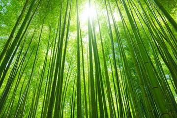Fototapeta premium Bamboo forest with tall green stalks, sunlight beams creating a serene and minimal natural atmosphere.