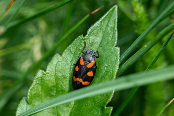 Gendarme en Exploration