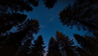 Tall trees silhouetted against a night sky filled with stars  