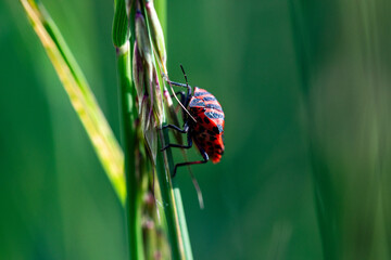 Sentinelle &Eacute;carlate