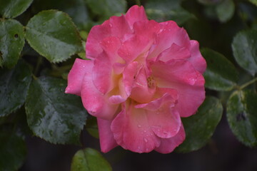 Japanese camellia with large delicate flowers on decorative leaves
